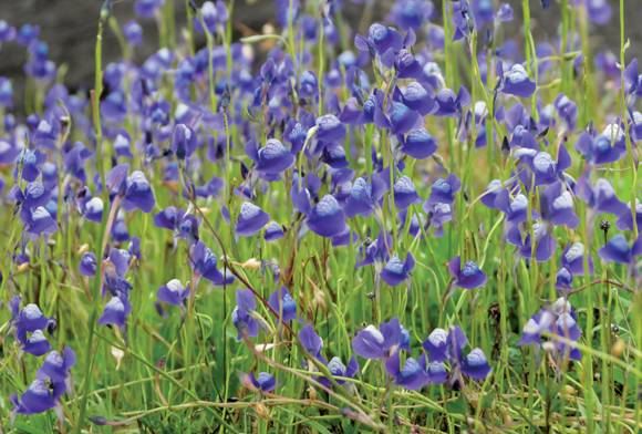 The Smallest Carnivores