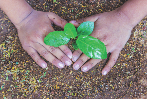 The Secret Life of Seeds