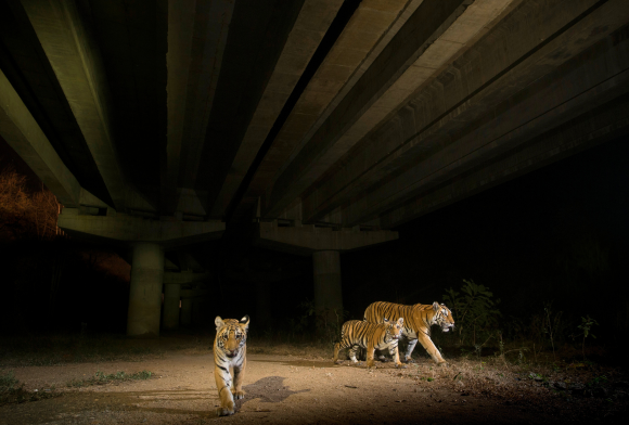 Making Way for the Wild