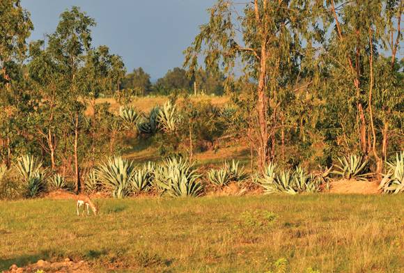 The Ecological Uplift: Rewilding The World's Grasslands