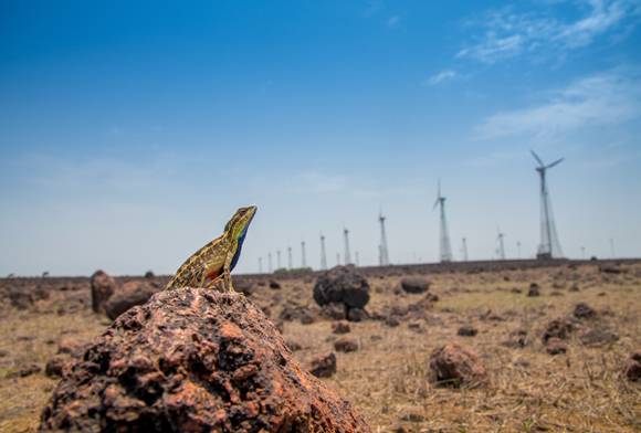 The Living Plateaus Of The Sahyadris