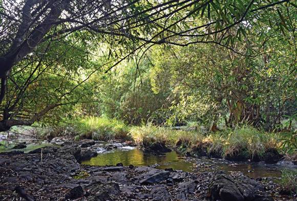 Otters And Jackals: When Lives Intersect