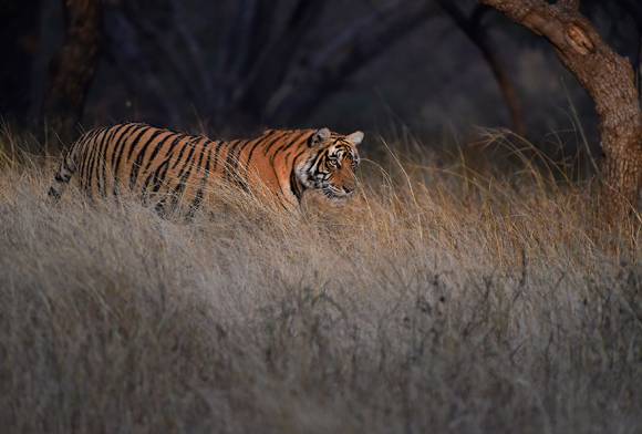 The Economics Of A Living Tiger - Conflict And Coexistence