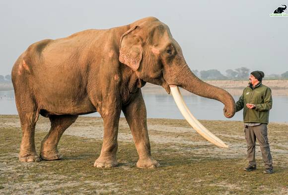 Saving Tuskers