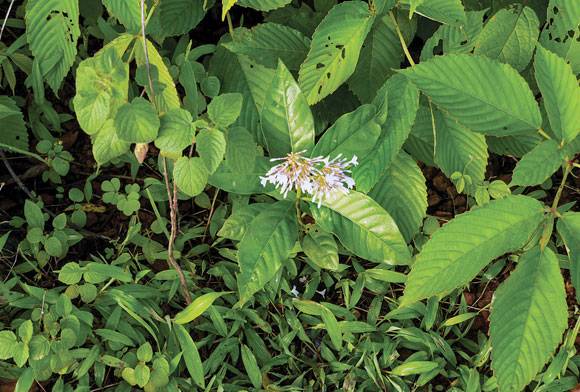 Snakeroot Psychology