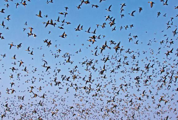 When Silence Becomes Normal: Amnesia And the Vanishing Wild