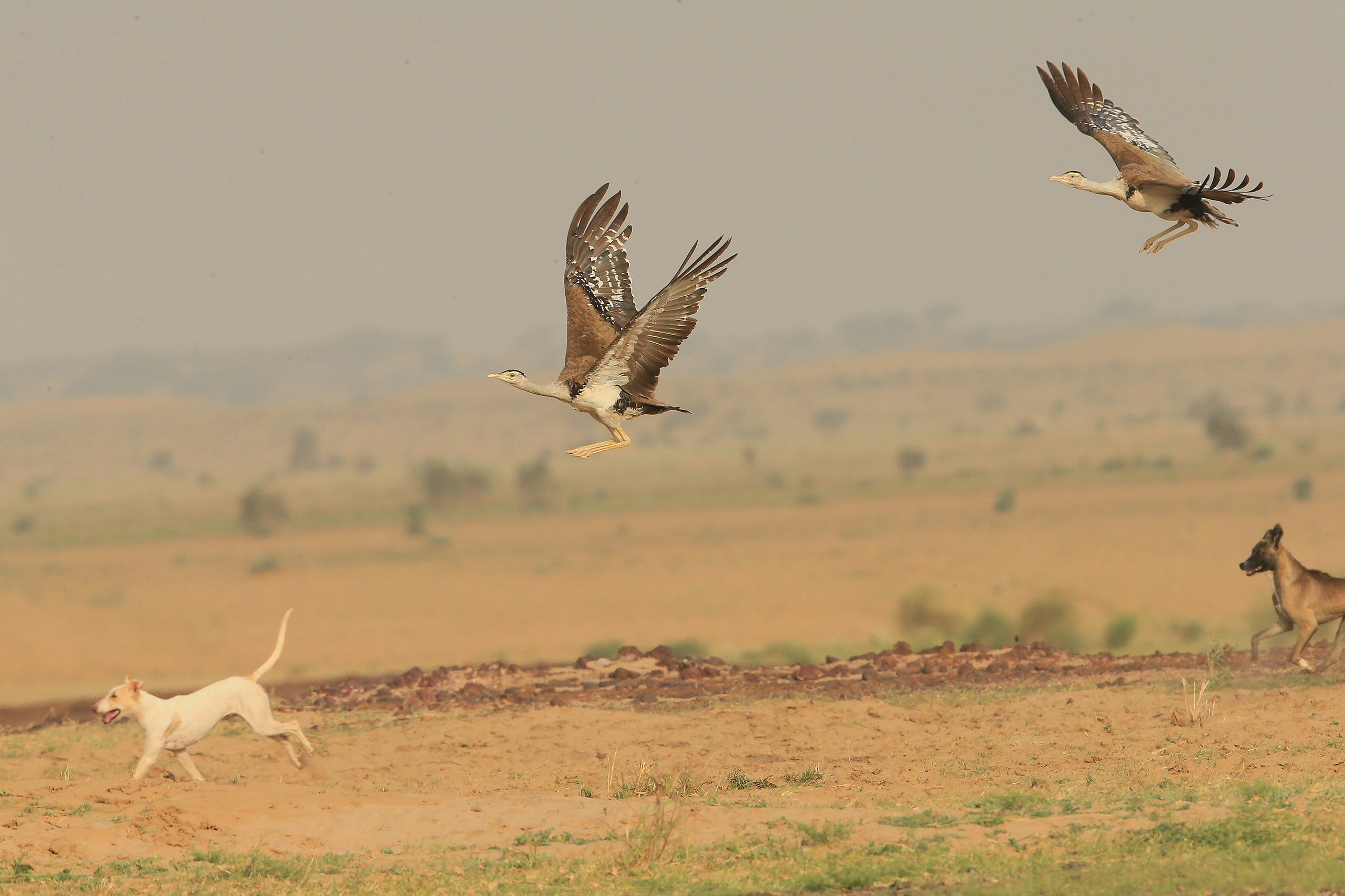 India's Rarest, Least-Known Birds