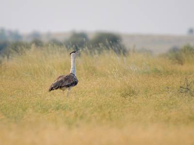 Reversing Extinction