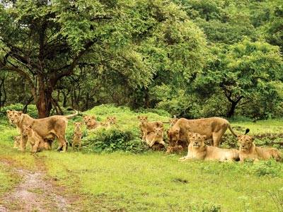 Protecting Gujarat’s Pride