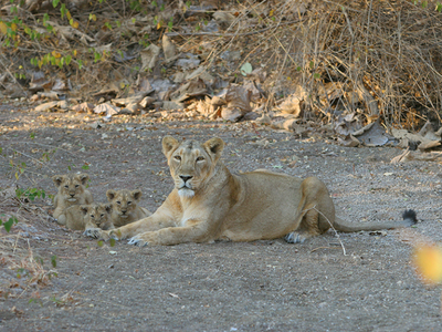 Protecting Gujarat’s Pride