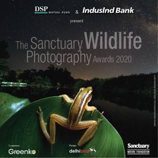 The Sanctuary Wildlife Photography Awards 2020