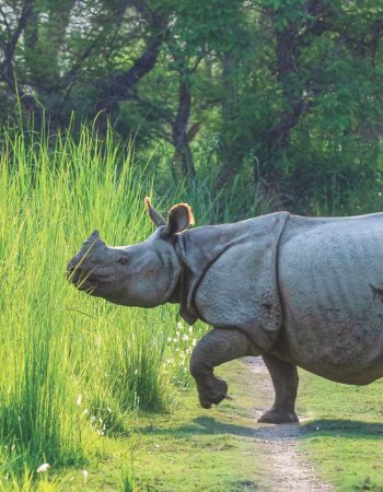 Reviving Dudhwa's Food-Grass: One Blade At A Time