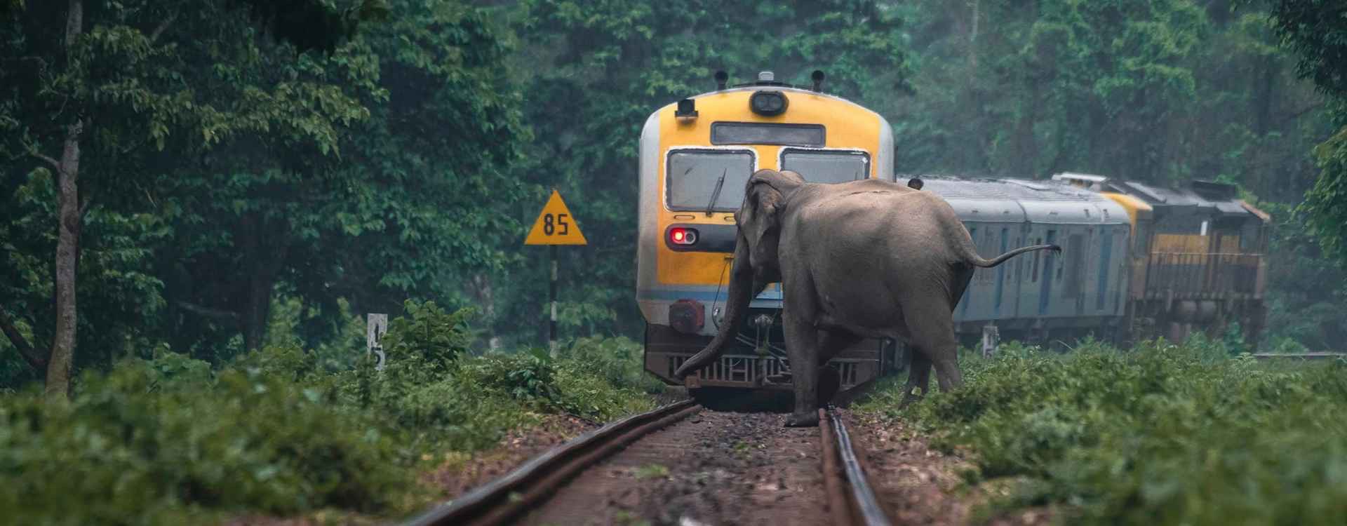 An Elephant Herd, A Train, And A Race Against Time