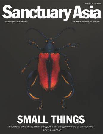 Sanctuary Latest Issue