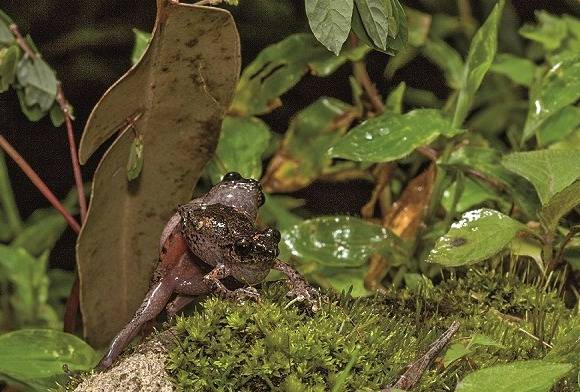Mark Bushfrog Raorchestes Marki