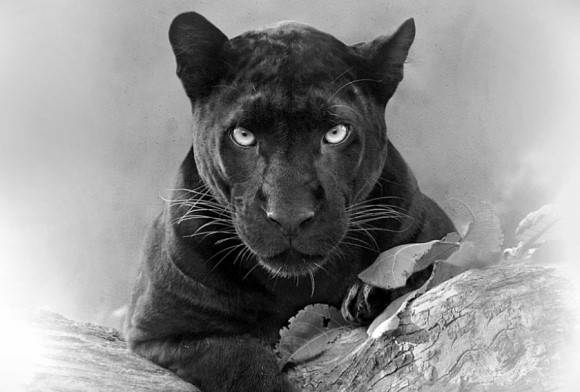 Portrait of the Panther