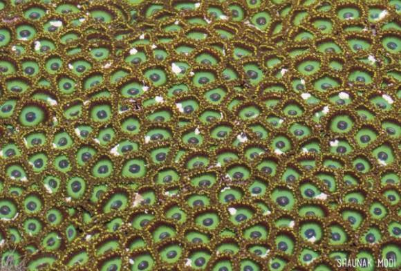 Zoanthids