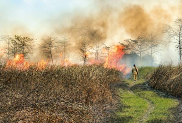 Kaziranga Tiger Reserve, Assam