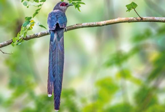 Green-billed Malkoha