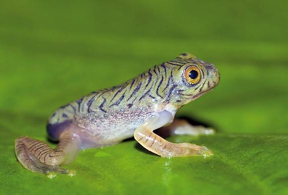 Anamalai Flying Frog Rhacophorus Pseudomalabaricus