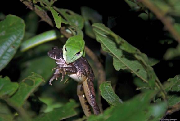 Burrowing Frog and Green Vine Snake Ahaetulla Nasuta