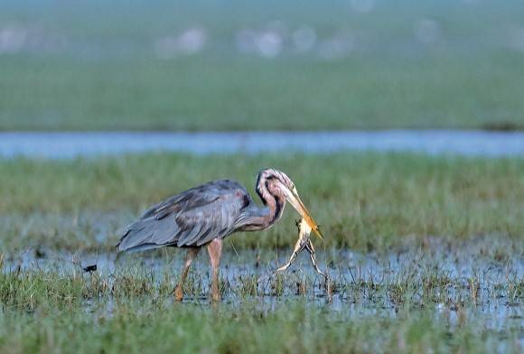 Indian Bullfrog and Purple Heron