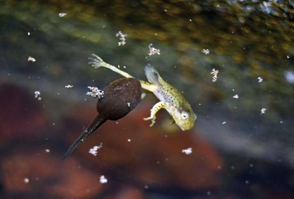 Malabar Gliding Frog Rhacophorus Malabaricus