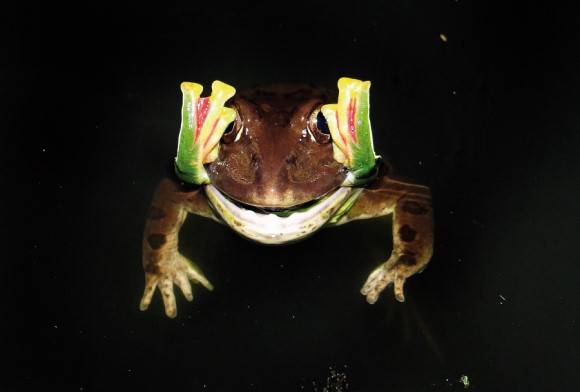 Indian Bullfrog Hoplobatrachus Tigerinus