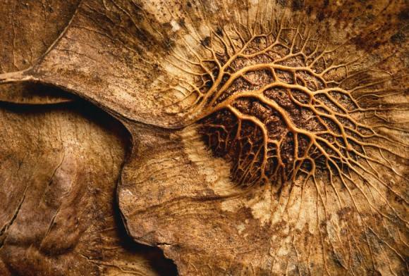 Andaman Redwood seed