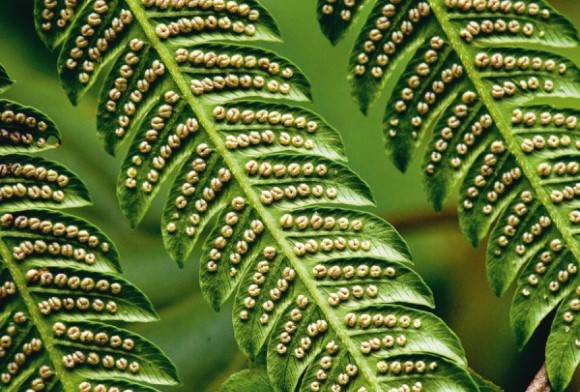 Fern leaf and spores