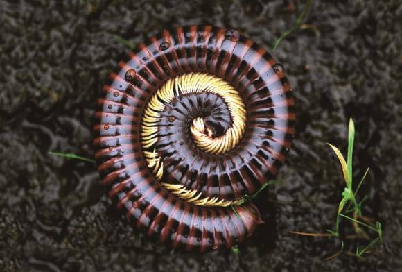 Giant Rusty Millipede
