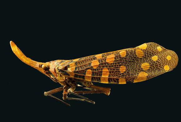 Lanternfly Pyrops sp.