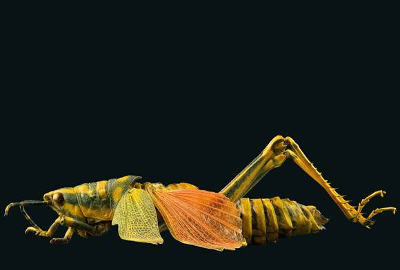 Painted grasshopper
