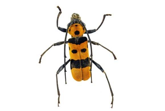 Long-horned beetle