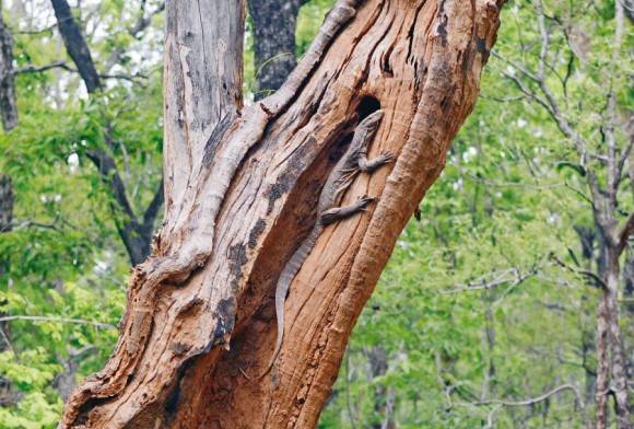 Indian Monitor Lizard