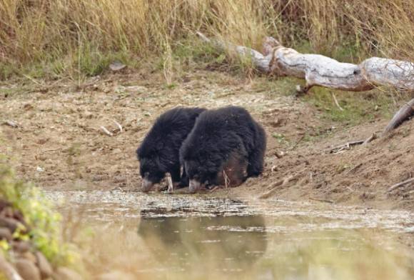 Sloth Bears
