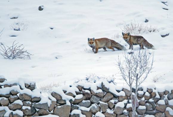 Red Fox