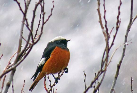 Guldenstadts Redstart