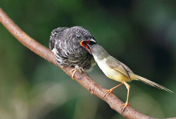 Ashy Prinia and  Asian Koel