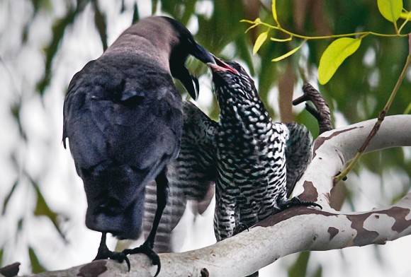 House Crow and Asian Koel