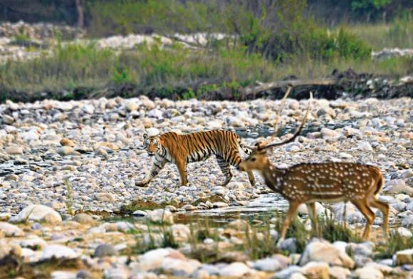 Royal Bengal tiger and chital
