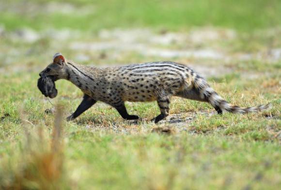 Small Indian civet