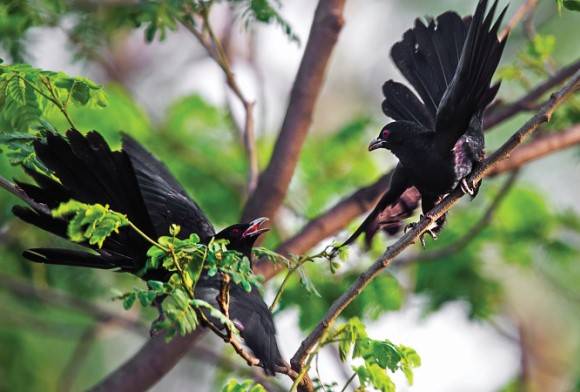Asian Koel