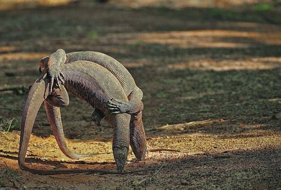 Bengal monitor lizard