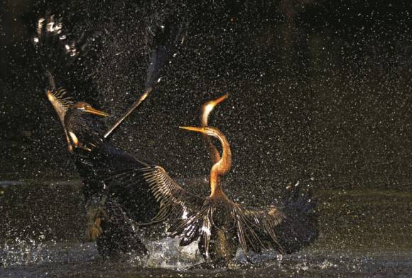 Oriental Darter