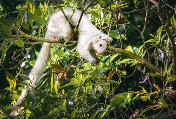 Malabar giant squirrel