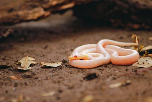 Wolf Snake