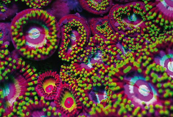 Glowing Zoanthid Marvels