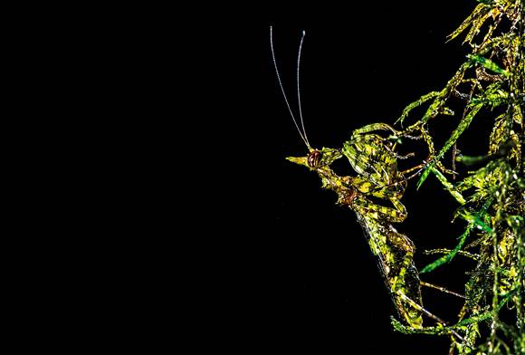 Mossy Monarch