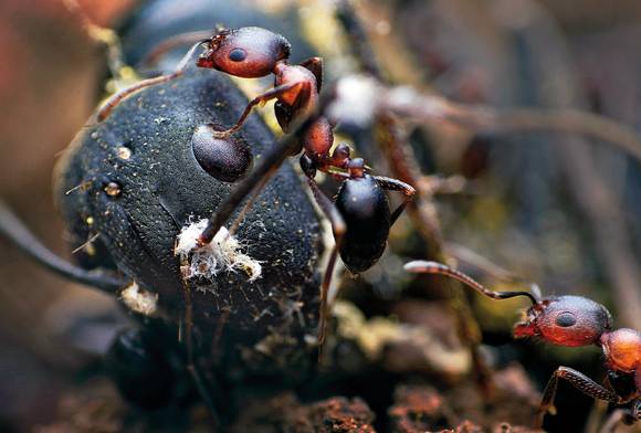 Cannibalising The Queen